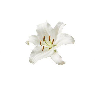 Whispering Meadow: A Gentle Floral Embrace